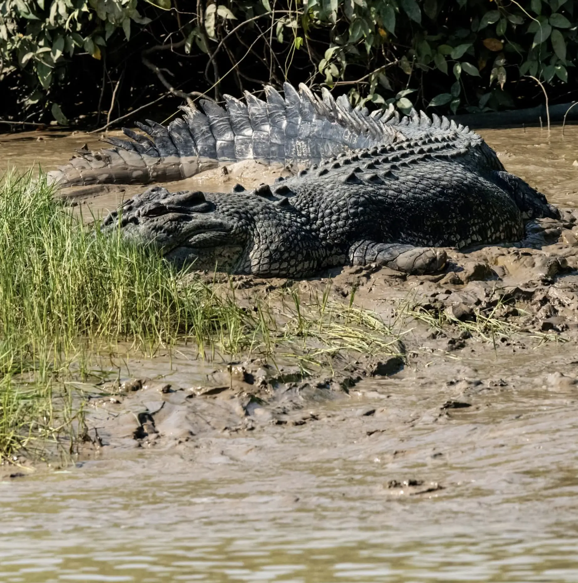 A Croc with a Mellow Mood